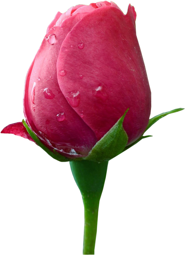 Pink Rosebudwith Dew Drops.png PNG
