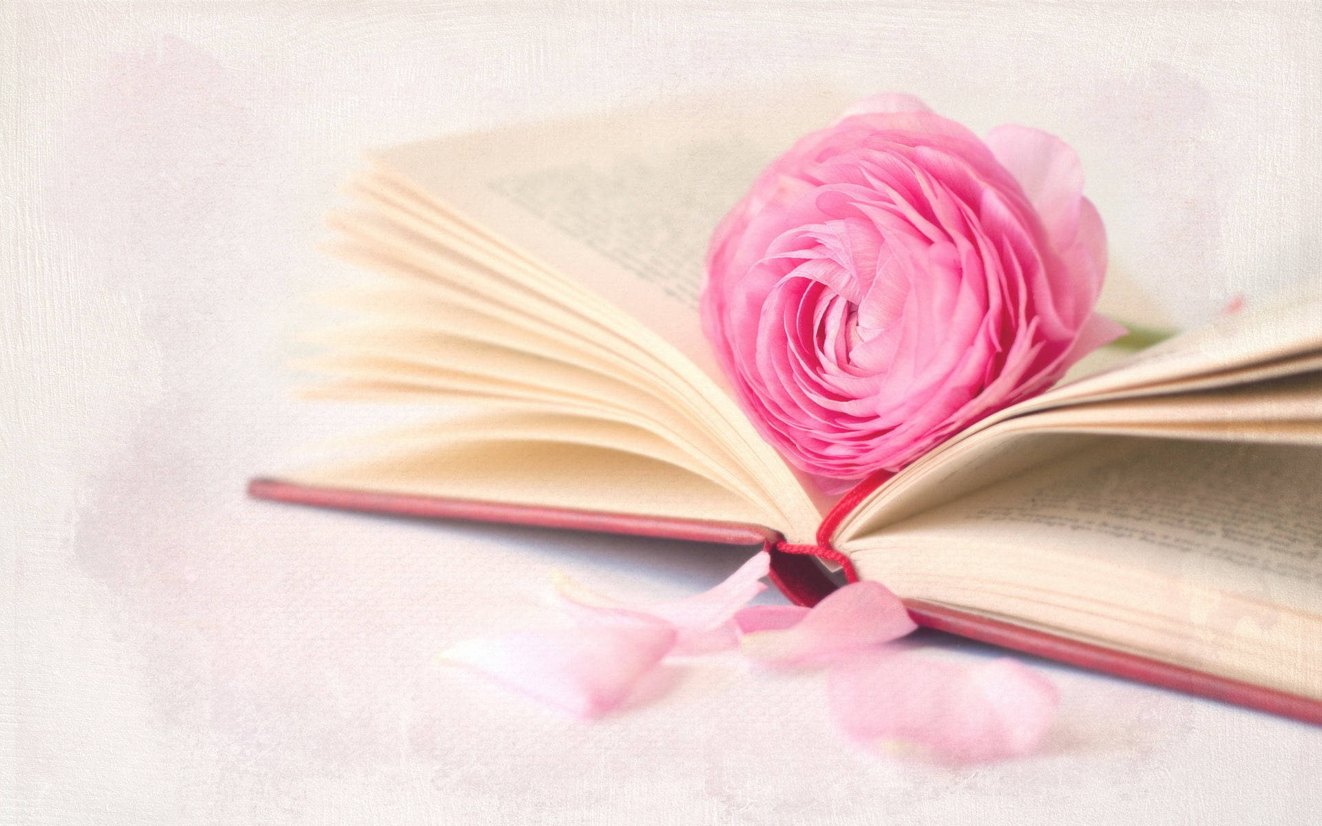 Pink Roses And A Book Wallpaper