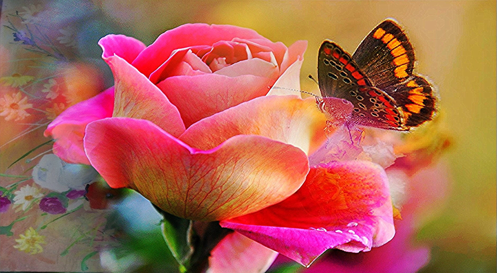 Pink Roses And A Butterfly Wallpaper