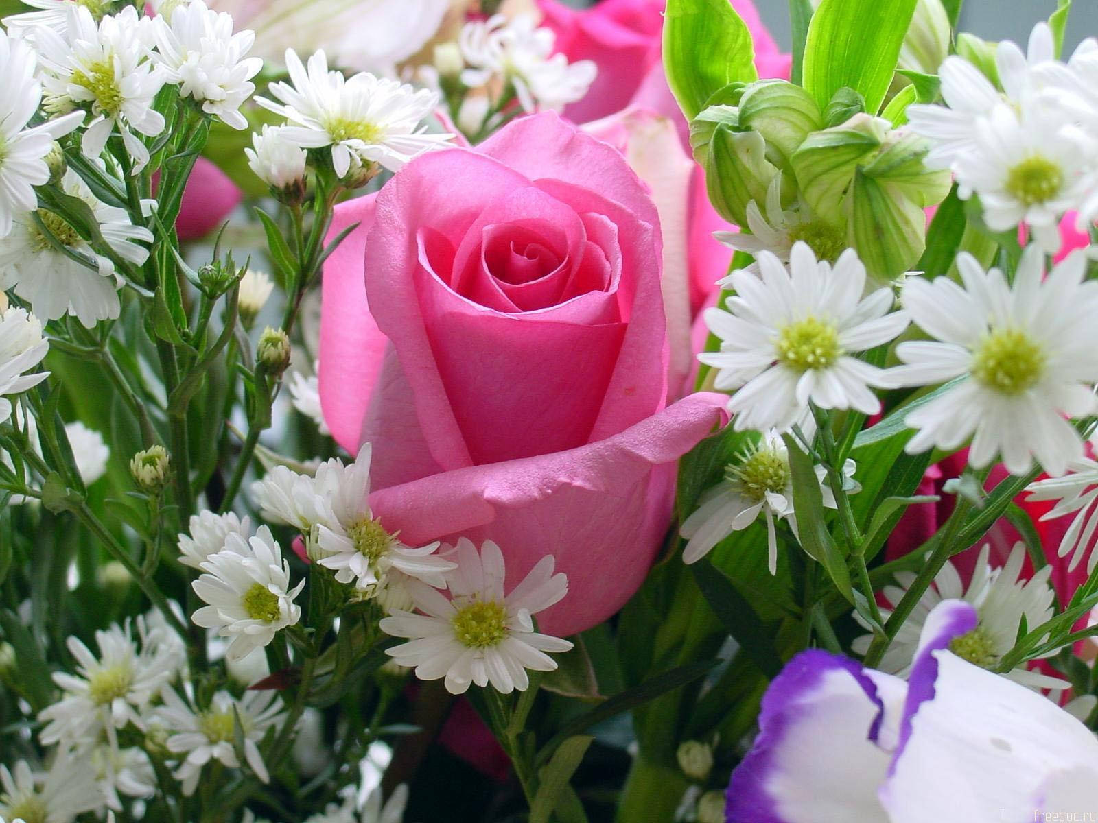 Pink Roses And Daisies Bouquet Wallpaper