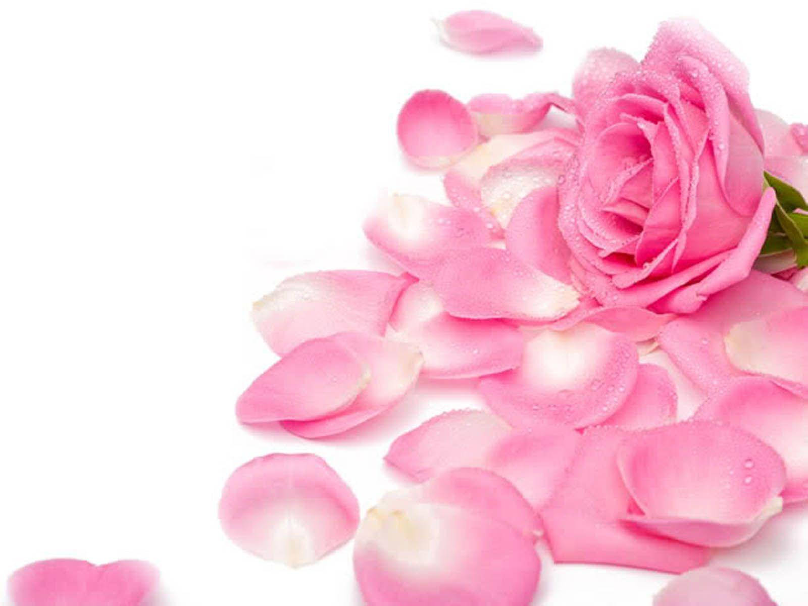 Pink Roses And Petals Wallpaper