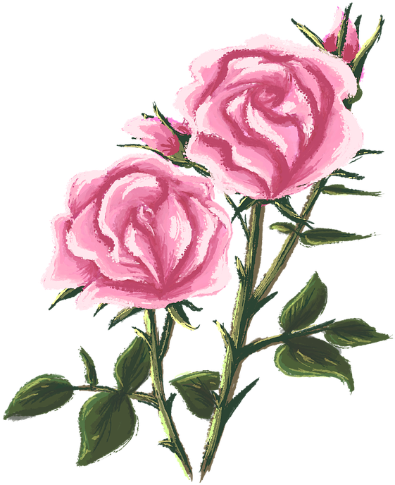 Pink Roses Artistic Illustration.png PNG
