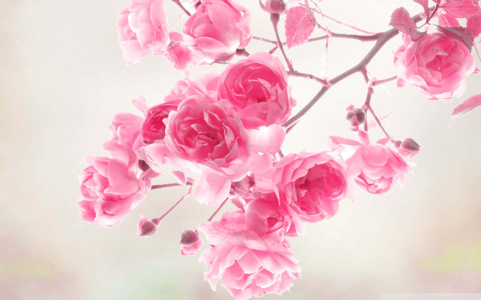 Blooming Tree Of Pink Roses Background