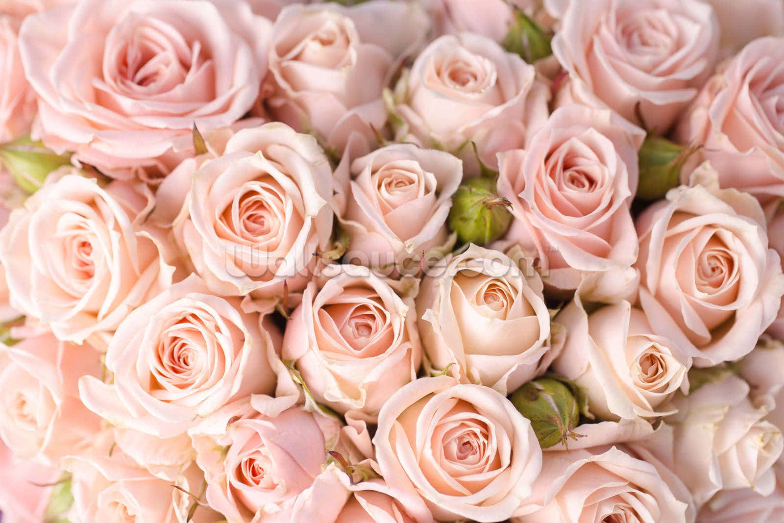 Et smukt buket af pink roser tapet.