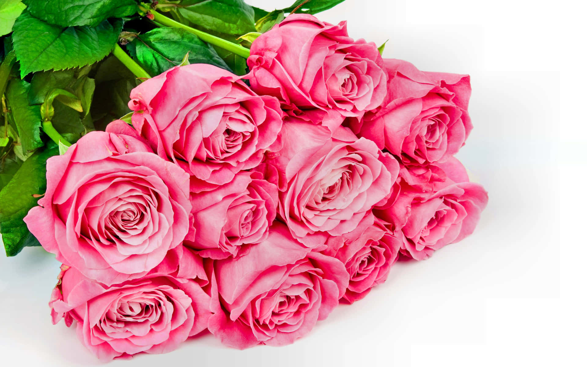 Pink Roses On White Table Background