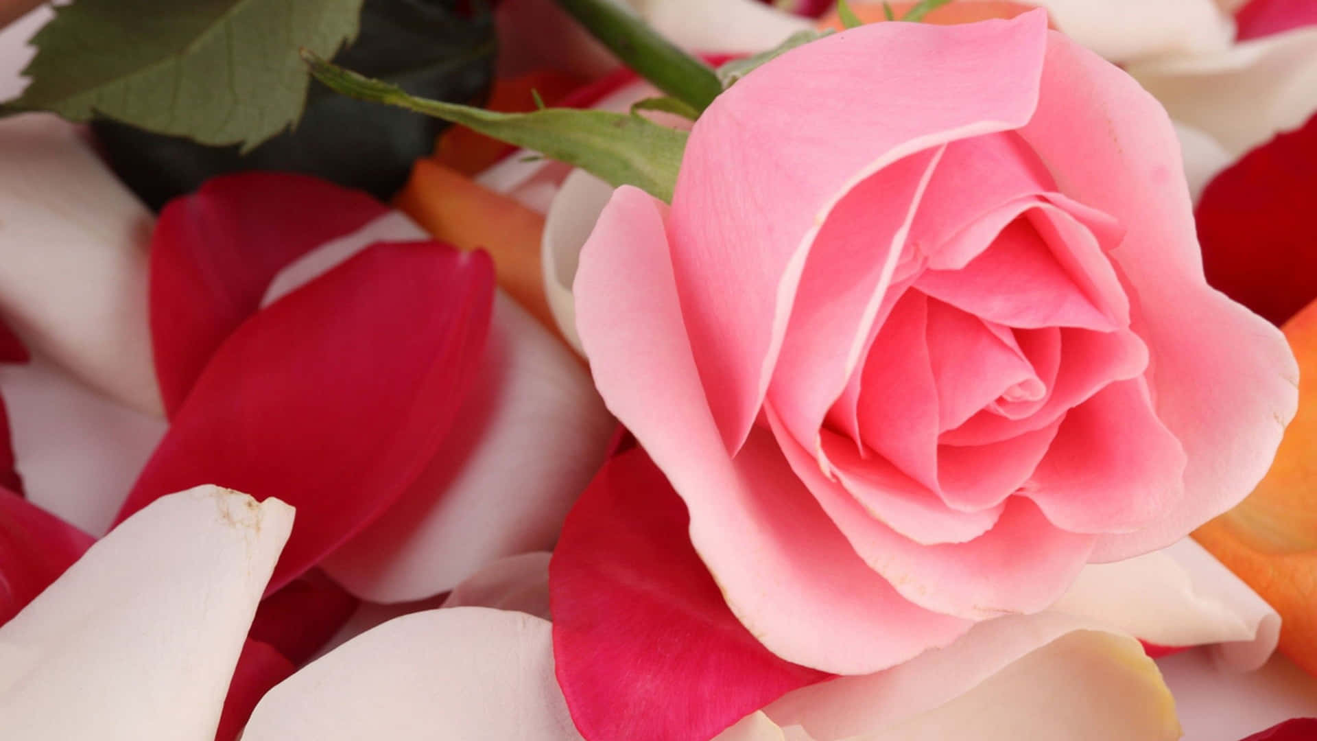 Forskellige lyserøde roser i en livlig naturlig indstilling.