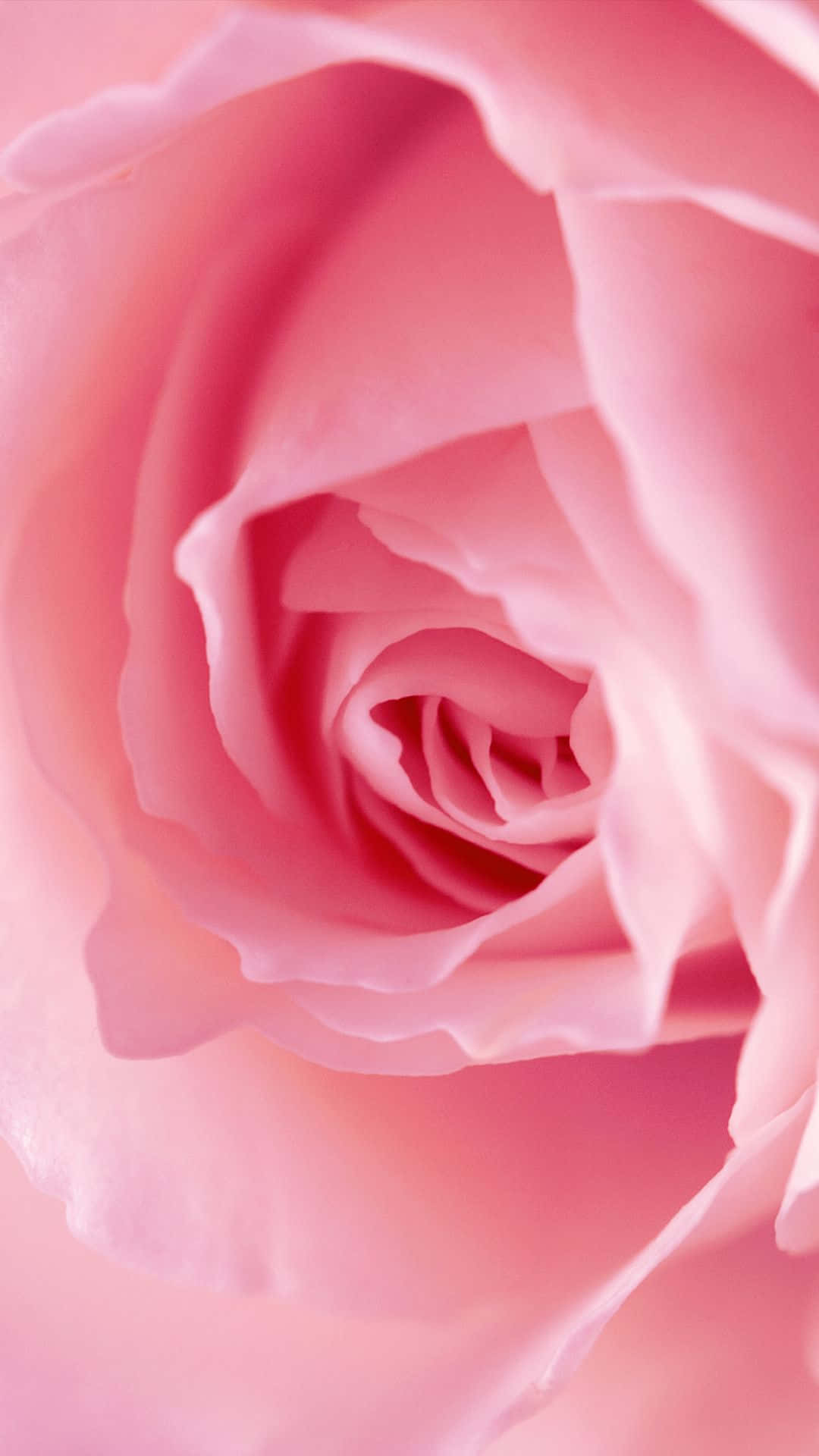 Close Up Of Single Pink Rose Background