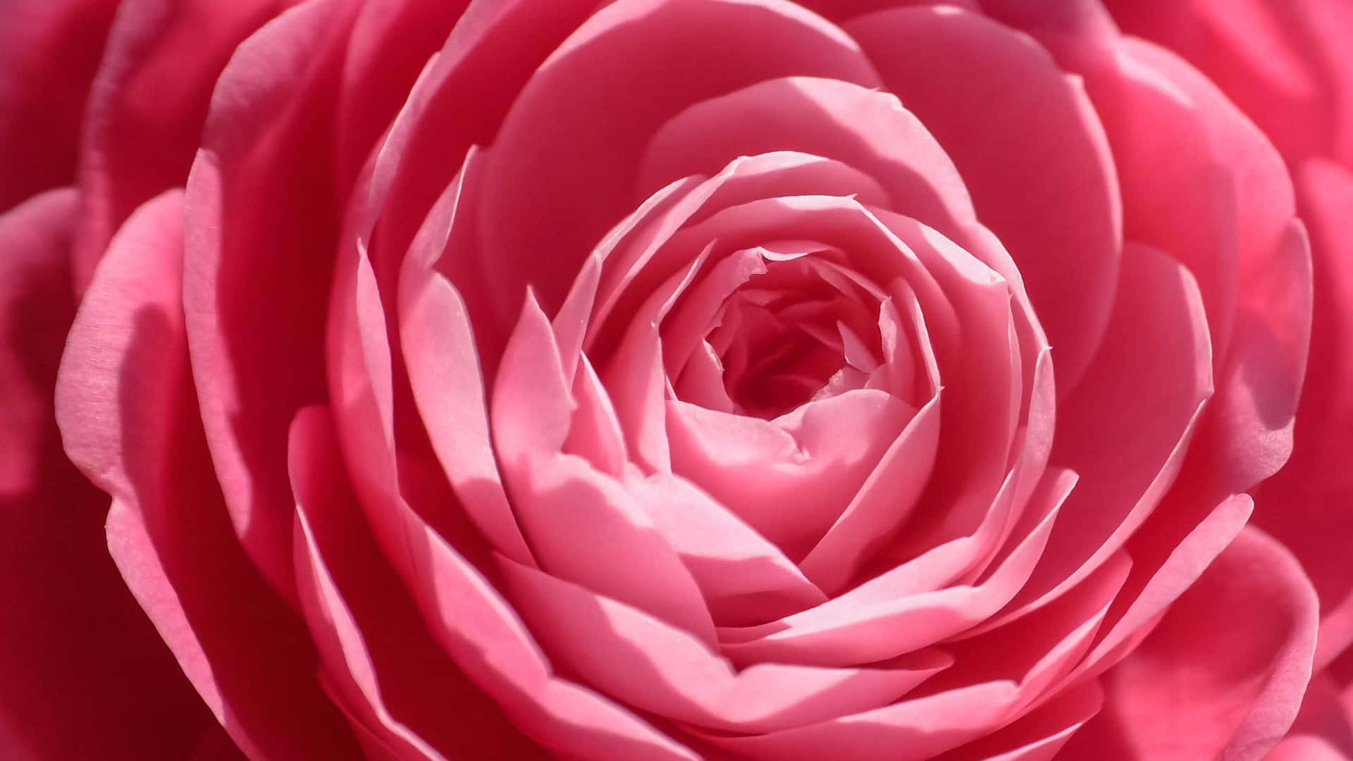 Macro Shot Image Of Pink Rose Background