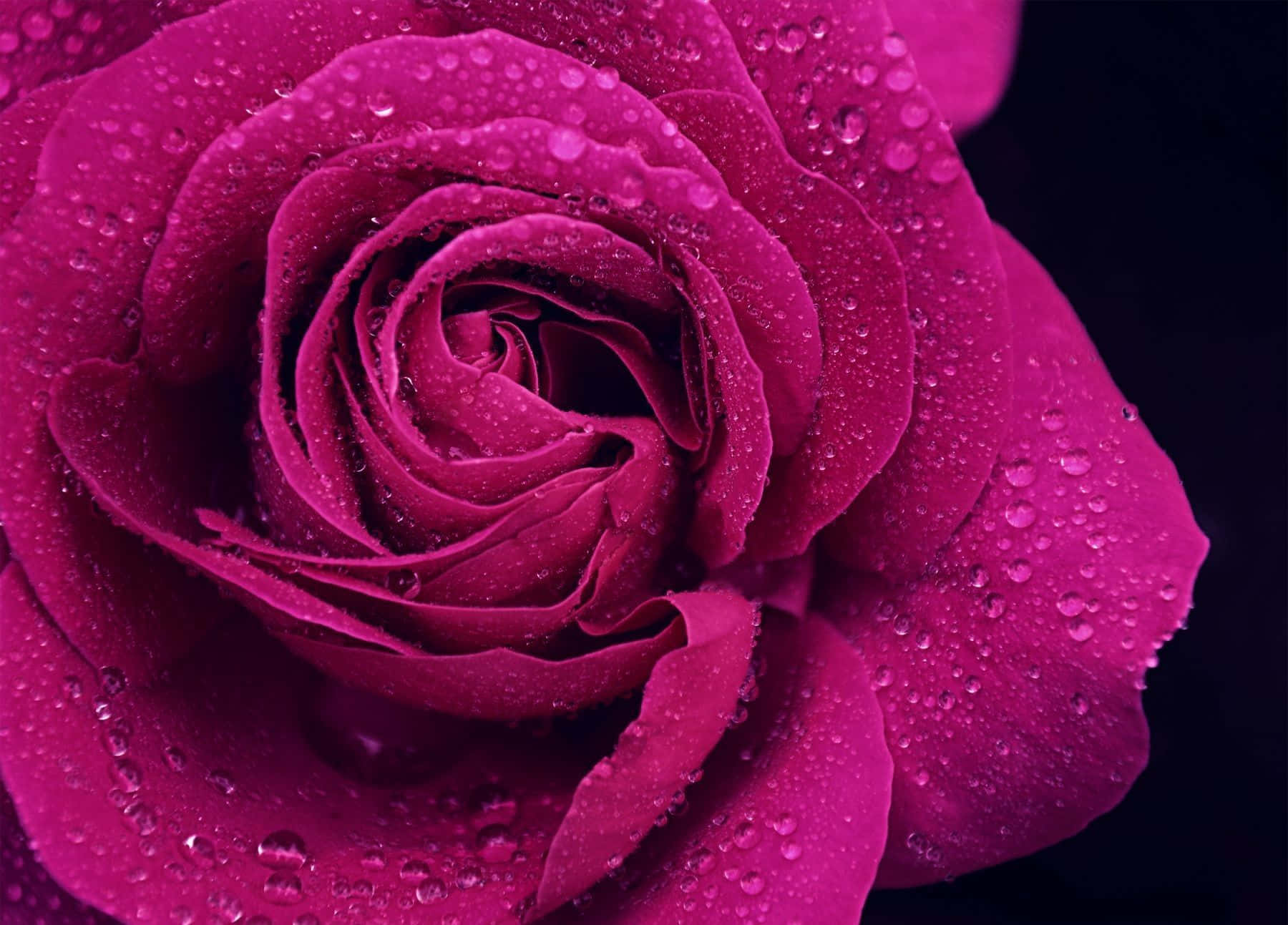 Fuchsia Pink Rose Background