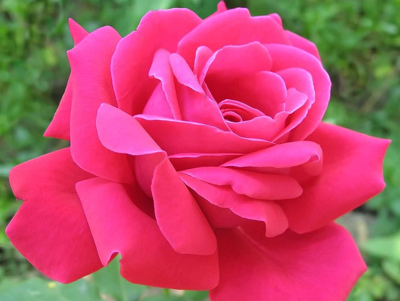 Vivid Pink Rose Background