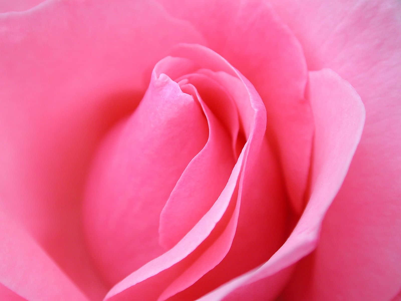 Pink Rose Bud Background