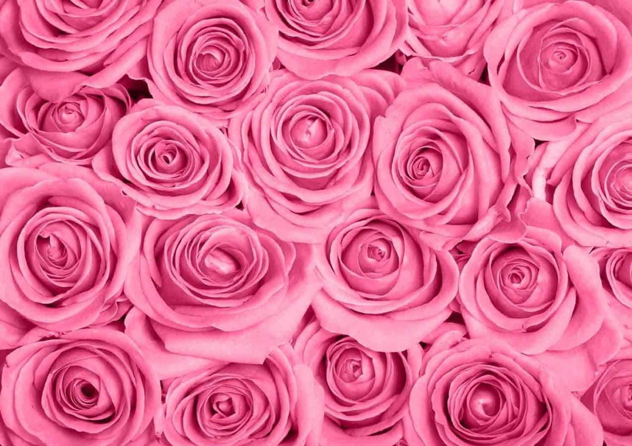 Ethereal Pink Roses Background