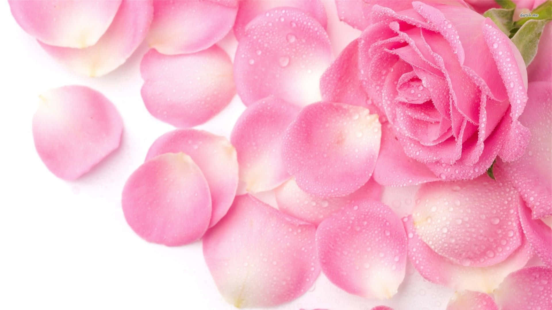 Pink Roses With Torn Petals Background