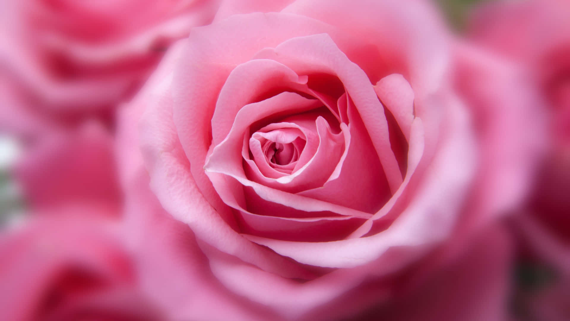 Pink Rose Focus Background
