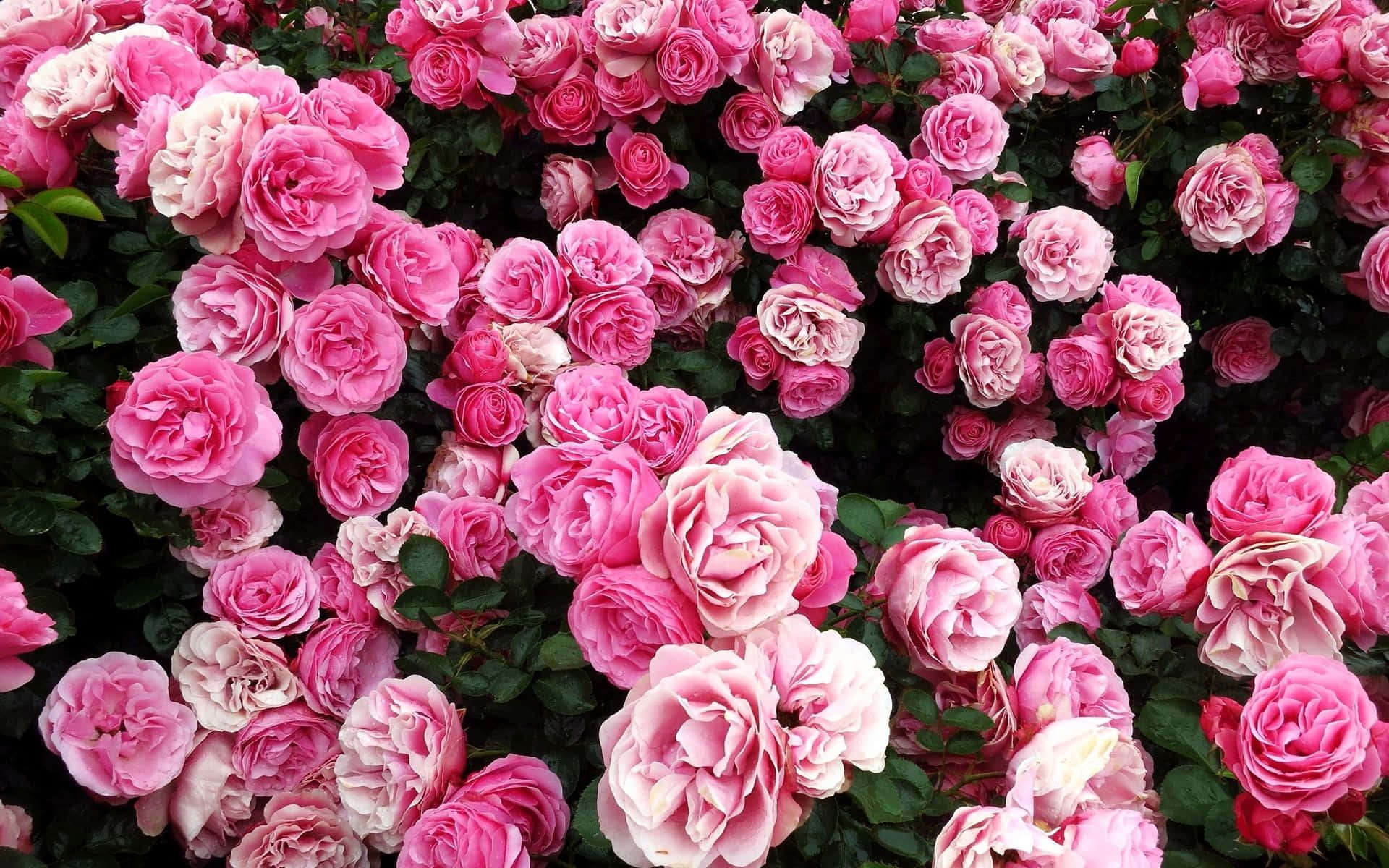 Fondode Jardín De Rosas Rosadas