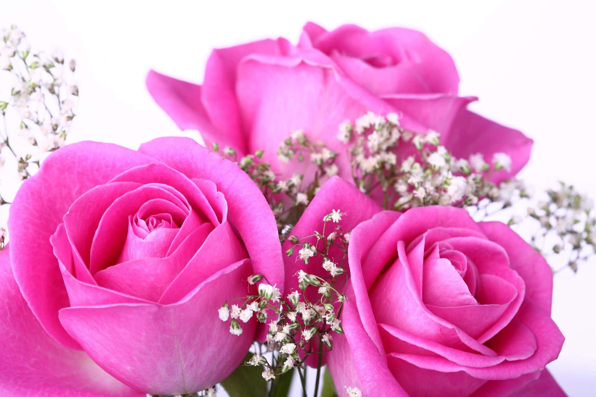 Baby’s Breath And Pink Roses Background