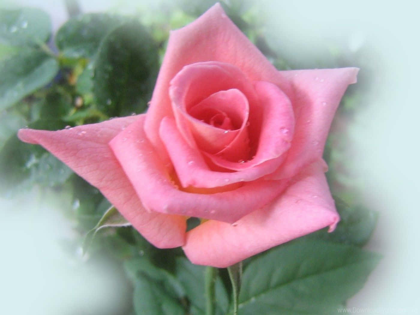 En buket af smukke lyserøde roser mod en blød hvid baggrund.