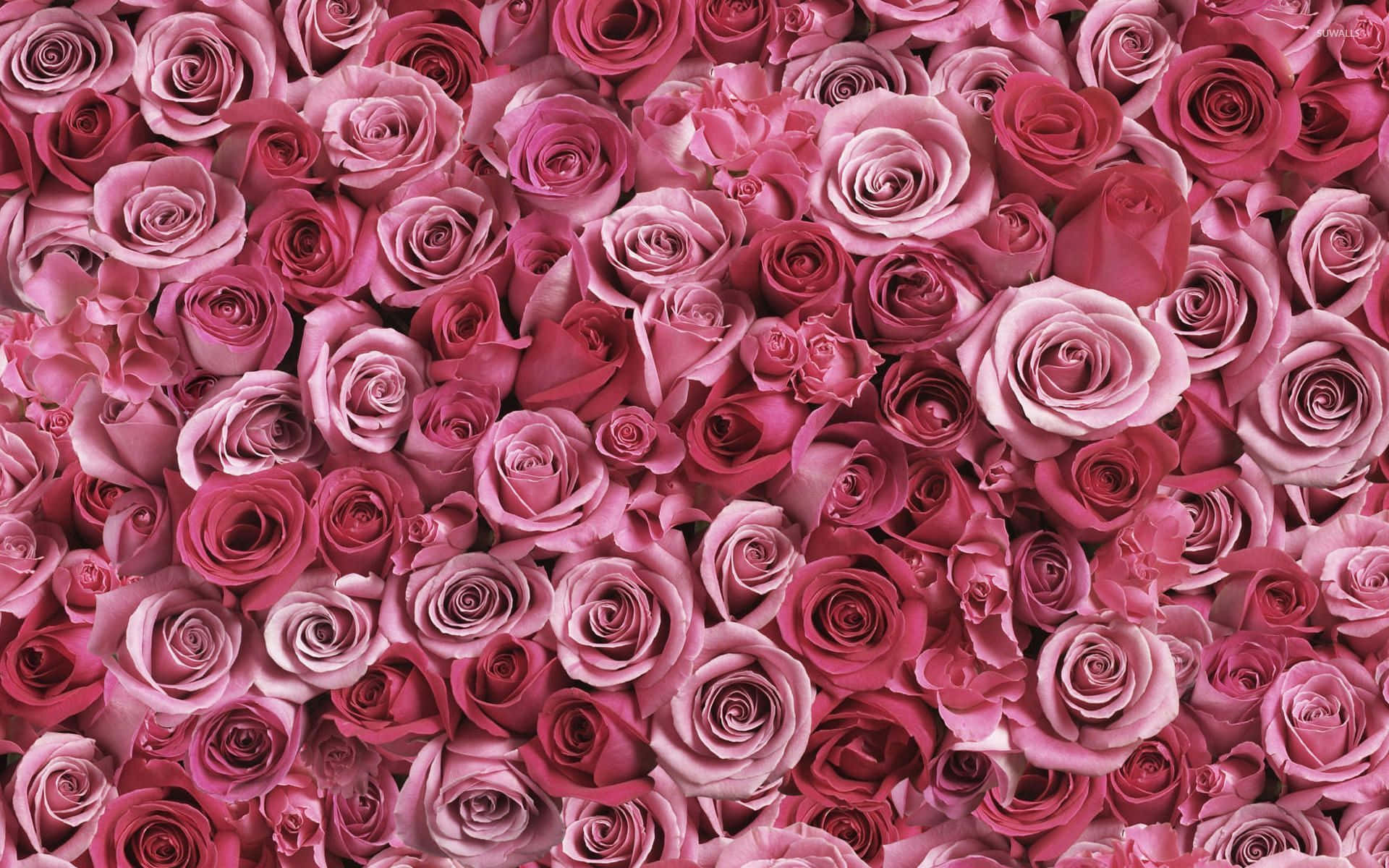 Different Shades Of Pink Roses Background