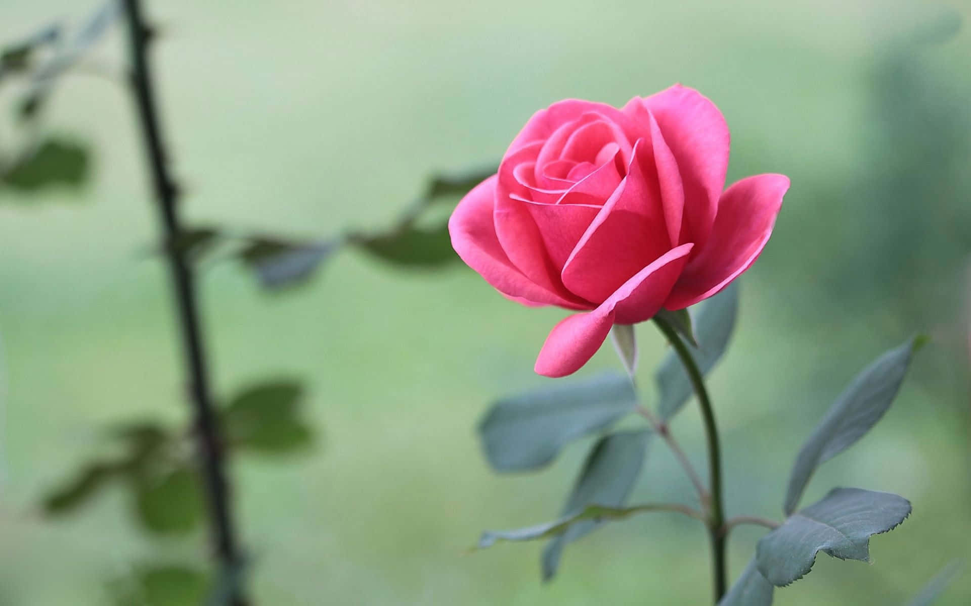 Sfondocon Rosa Rosa In Fiore