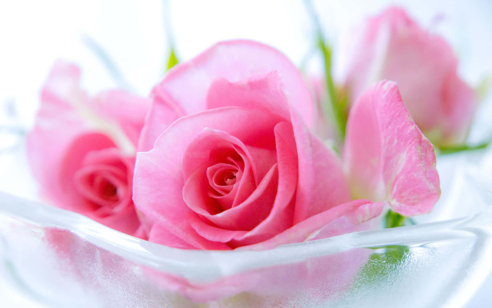 Pink Roses On Transparent Bowl Background