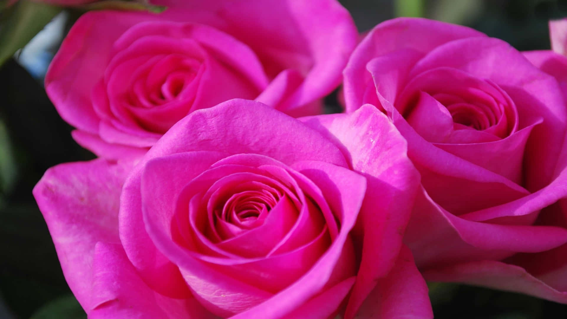 Three Deep Pink Roses Background