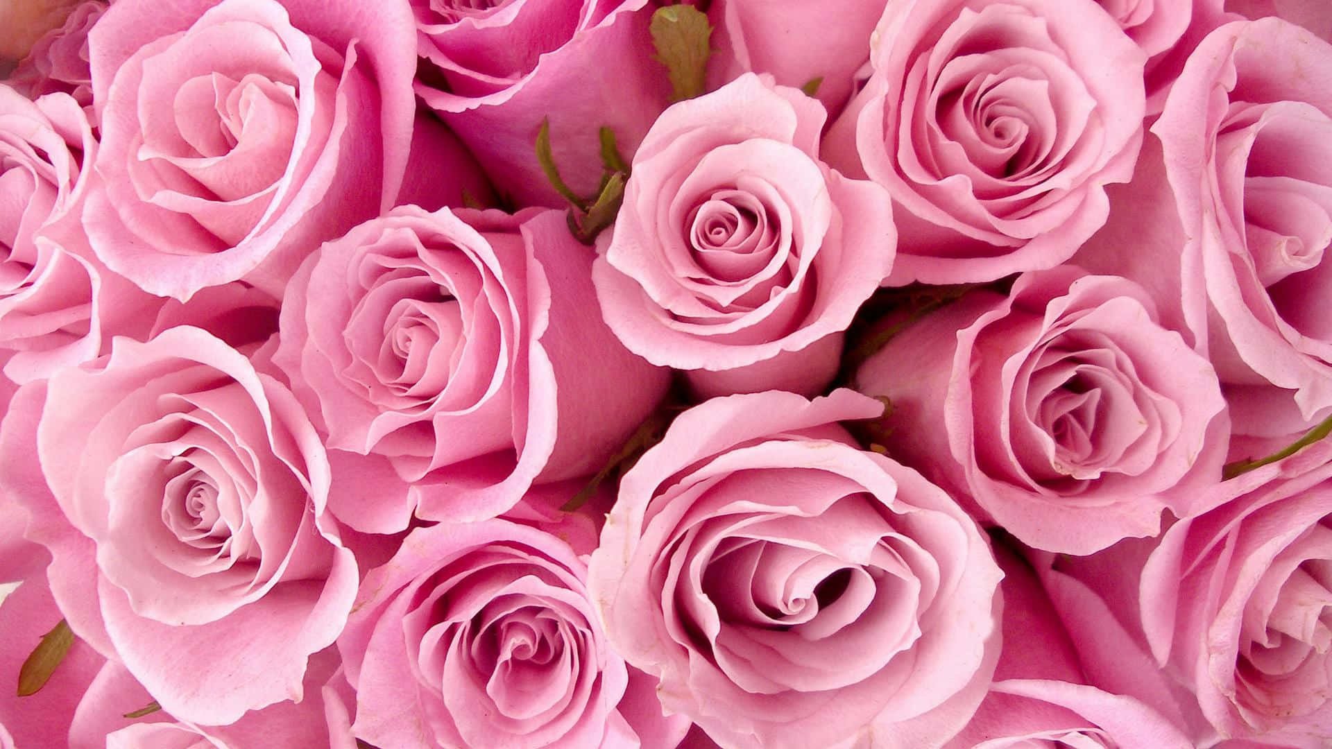 Pink Roses Background 1920 X 1080