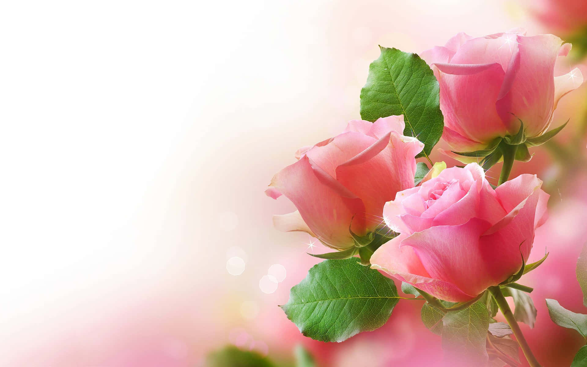 Artistic Pink Roses Background