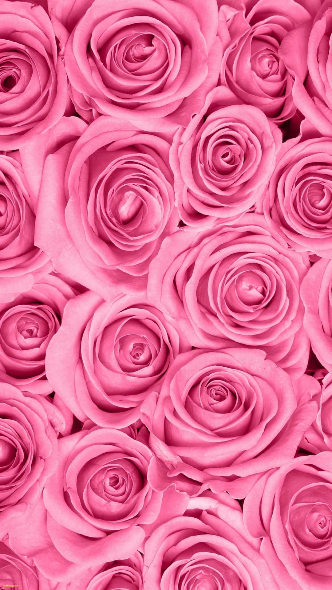 Fondode Rosas Rosadas Vibrantes.