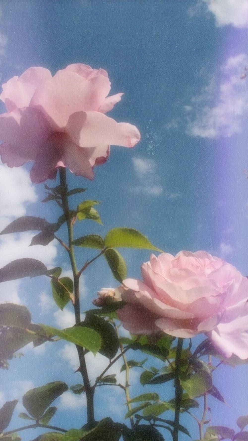 Pink Roses Blue Aesthetic Tumblr Wallpaper