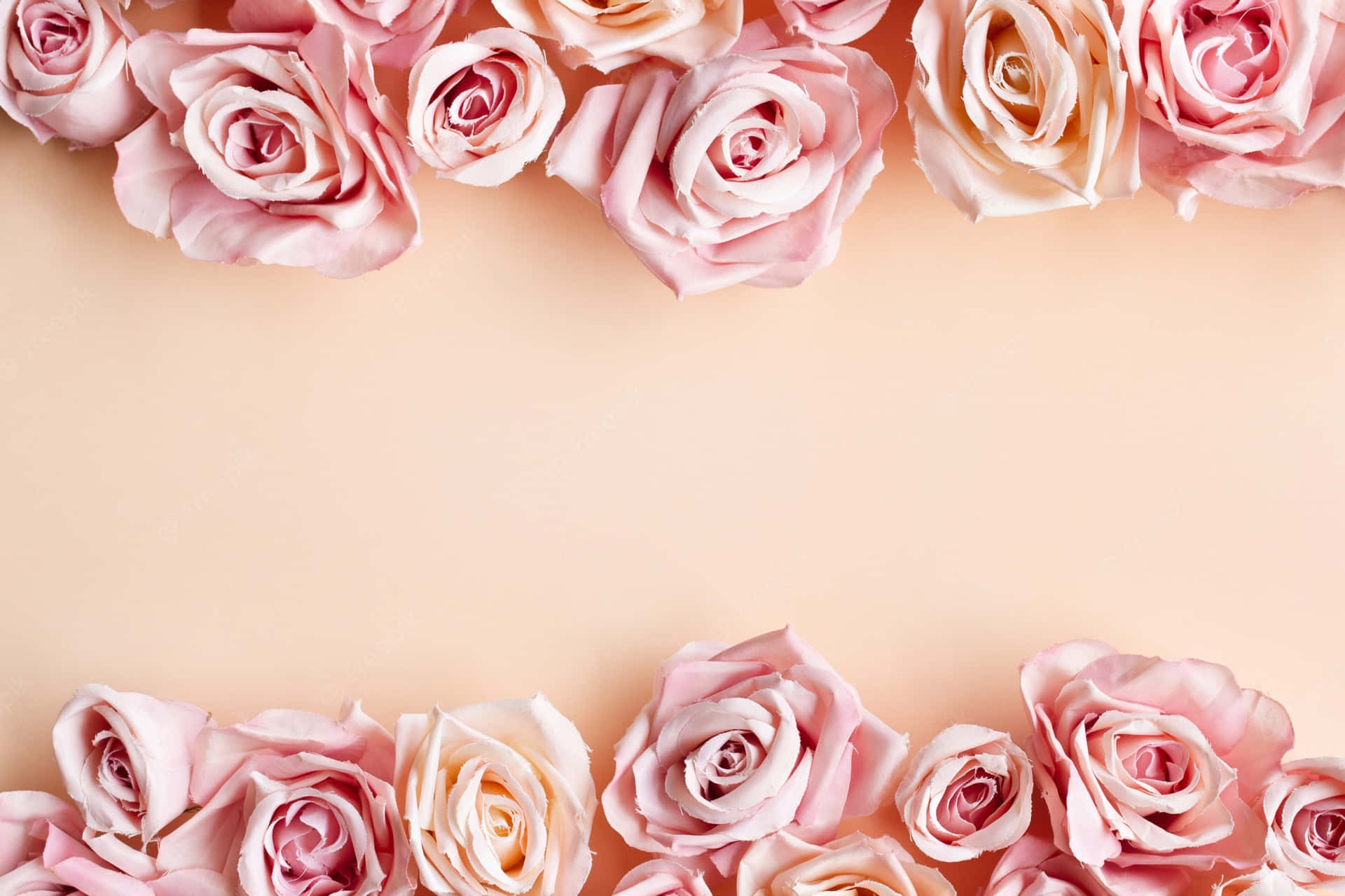 Pink Roses Border Wedding Background Wallpaper