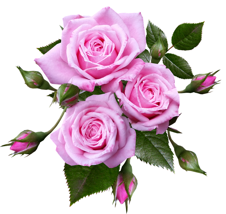 Pink Roses Bouquet Transparent Background PNG