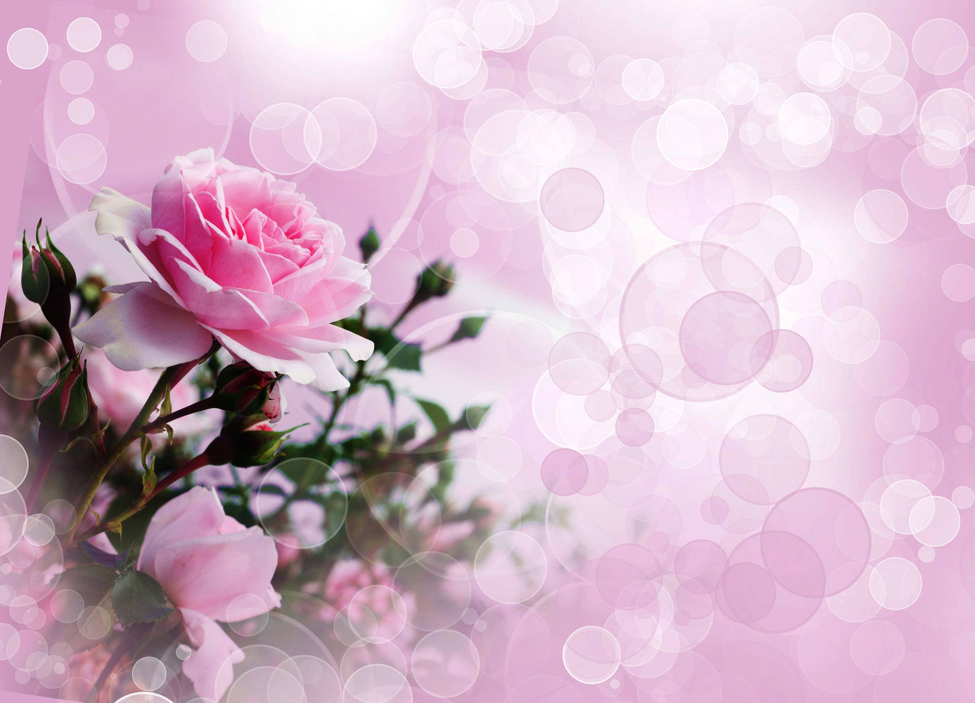 Pink Roses Digital Design Wallpaper