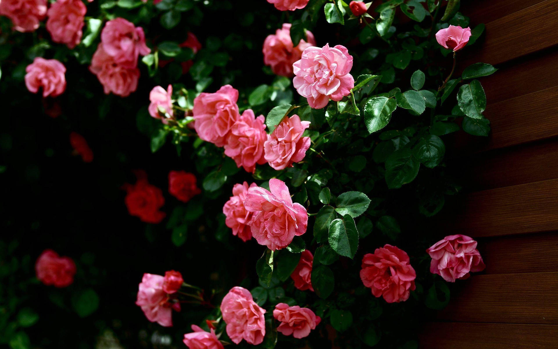Pink Roses In A Wall Wallpaper
