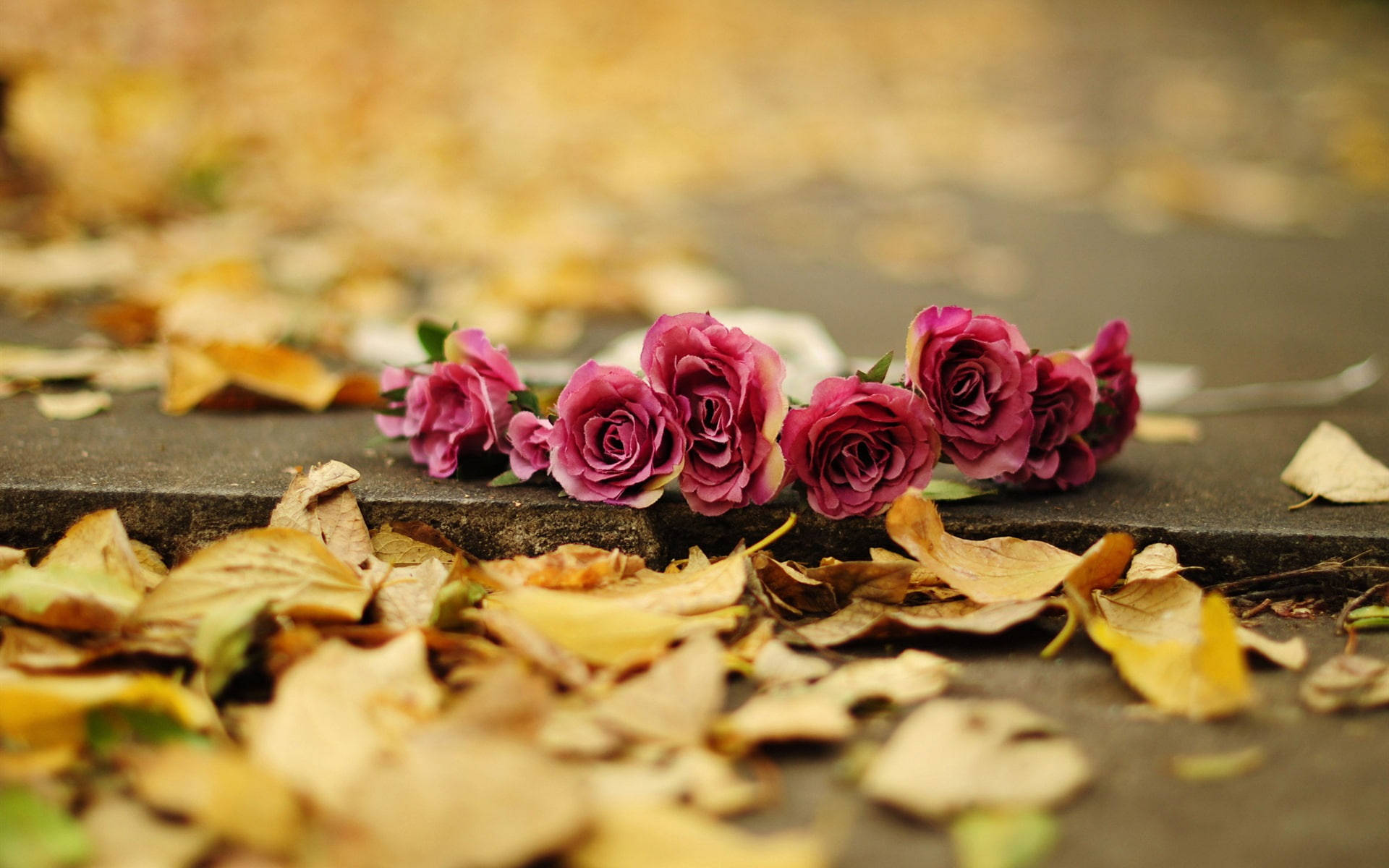 Pink Roses On The Ground Wallpaper