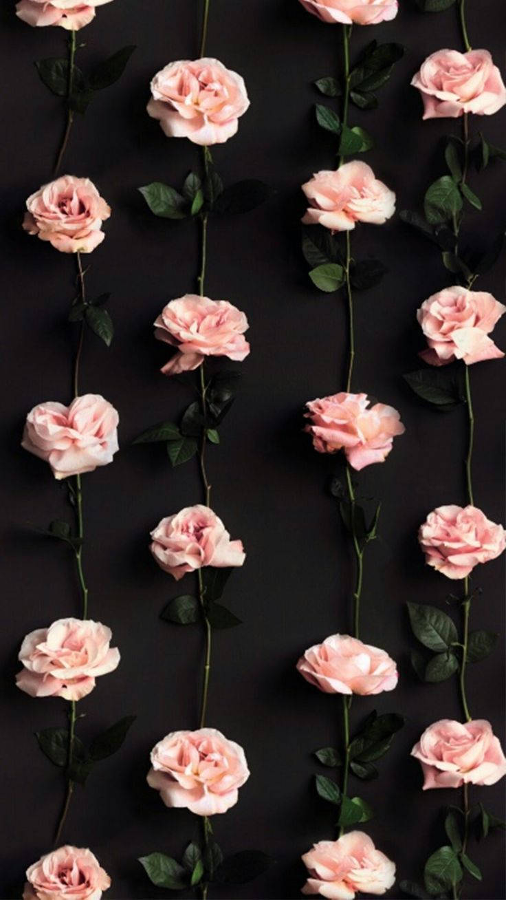 Pink Roses Pretty Phone Wallpaper
