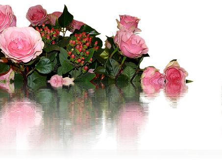 Pink Roses Reflection Water PNG