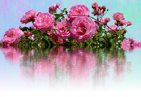 Pink Roses Reflection Water PNG