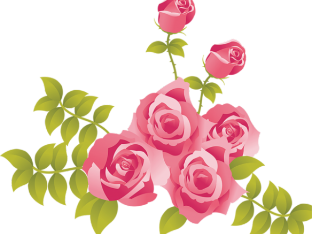 Pink_ Roses_ Vector_ Illustration PNG