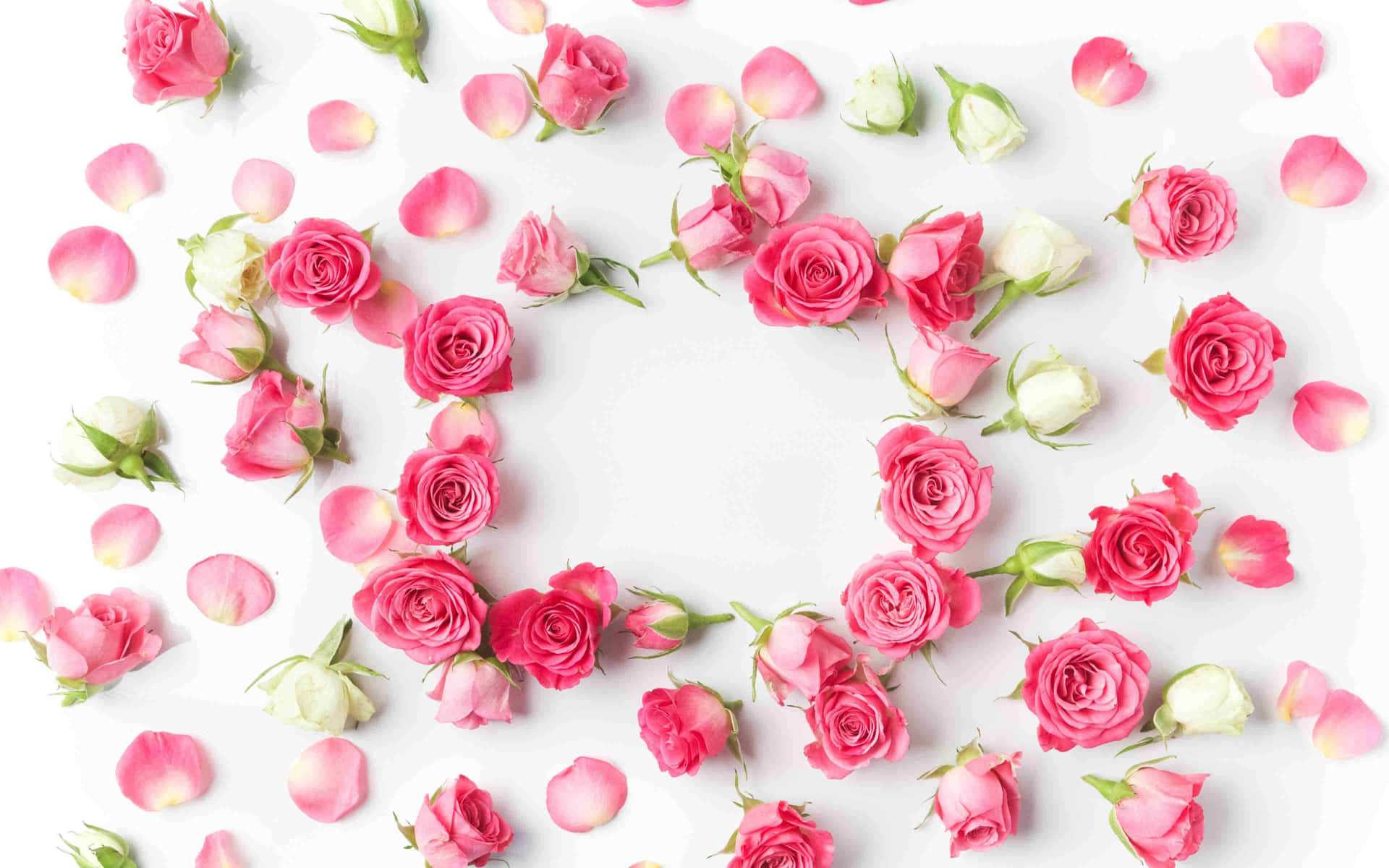 Pink Roses White Background Floral Composition Wallpaper