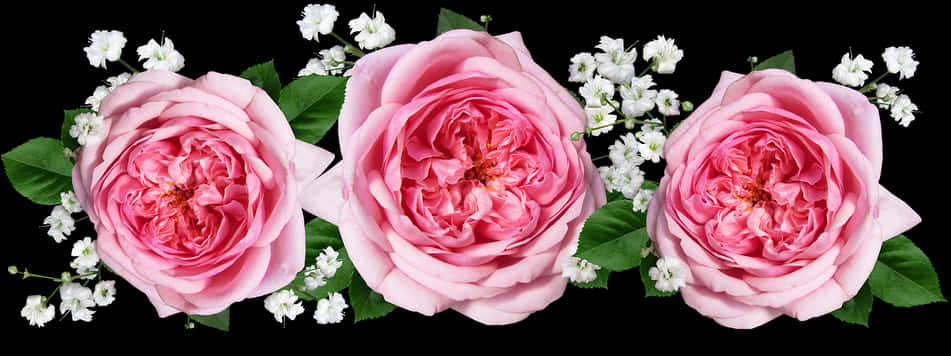 Pink Roses White Blossoms Black Background PNG