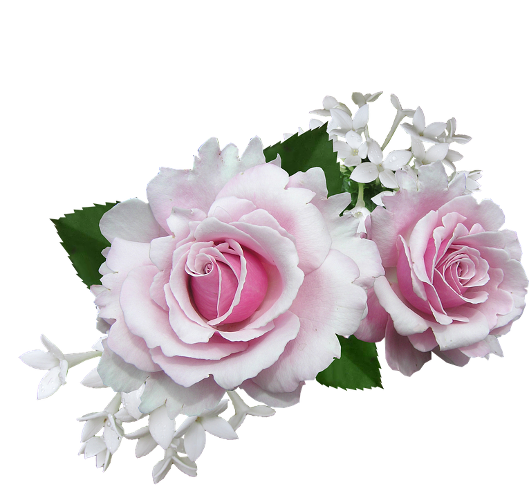 Pink Rosesand White Flowers PNG