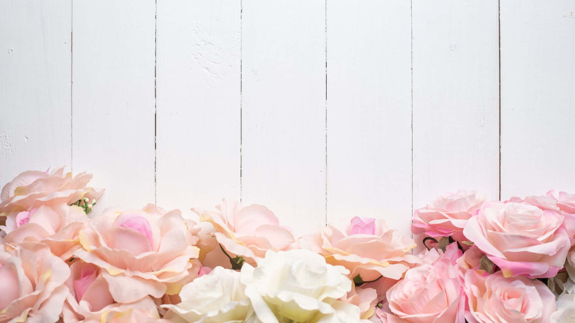 Pink Roseson White Wooden Background Wallpaper