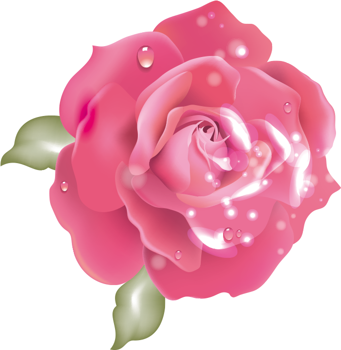 Download Pink Rosewith Dew Drops.png | Wallpapers.com