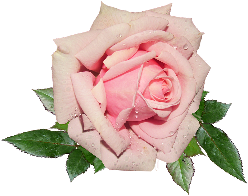 Pink Rosewith Dew Drops.png PNG