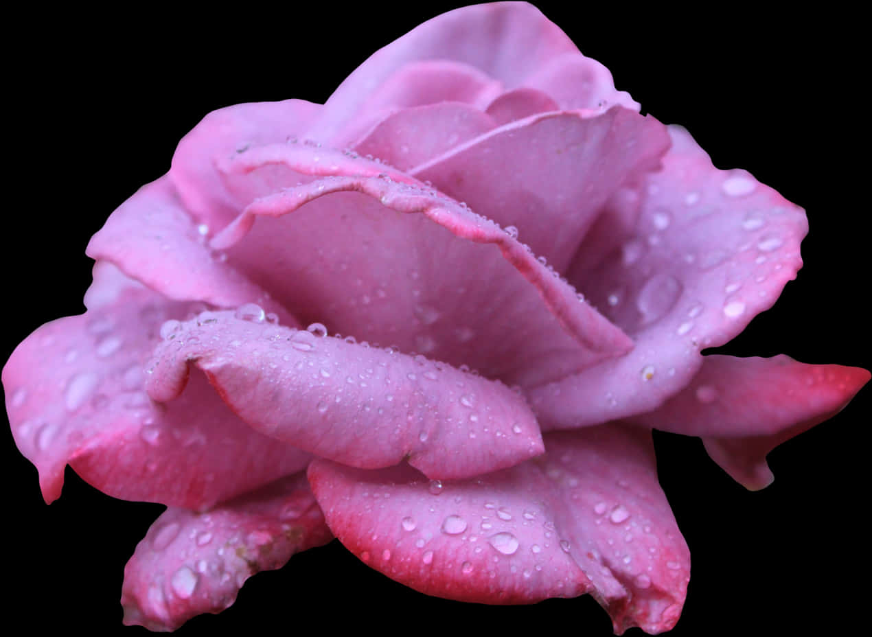 Pink Rosewith Water Droplets PNG