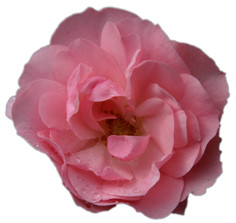 Pink Rosewith Water Droplets.png PNG