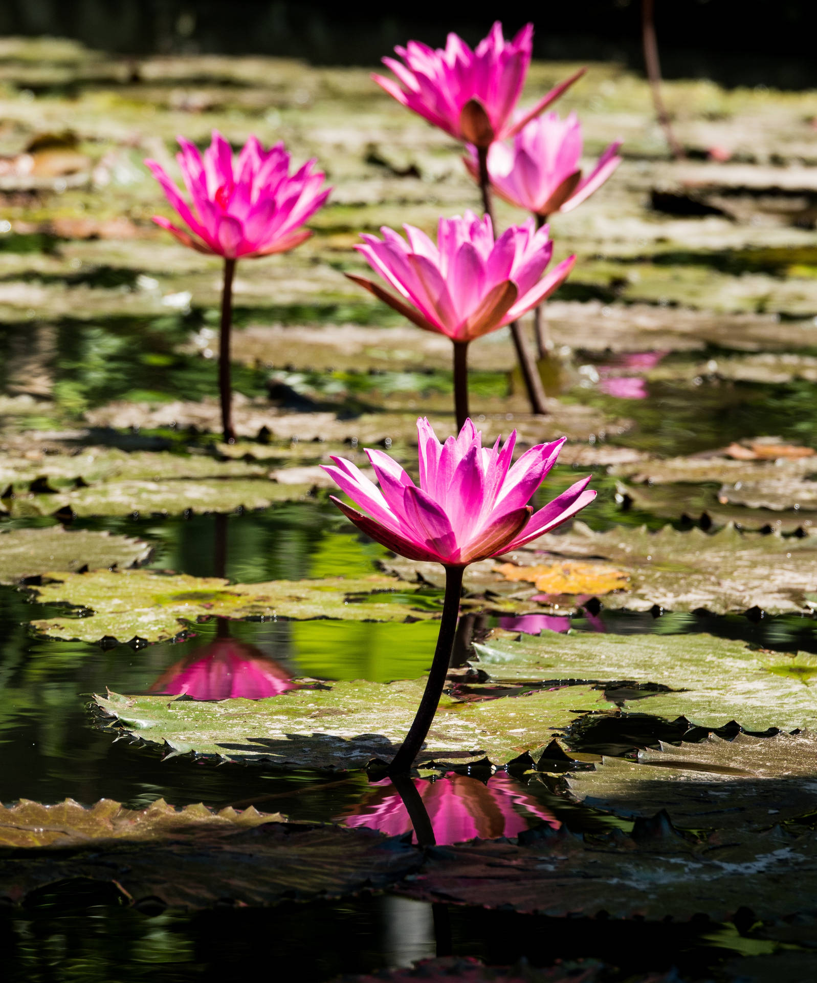 "Elegant Pink Sacred Lotus Flower Blossom" Wallpaper