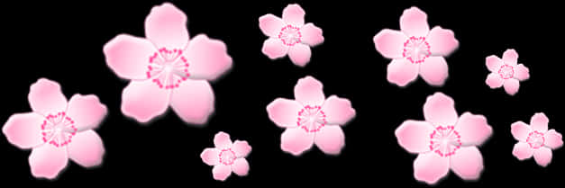 Pink Sakura Blossoms Black Background PNG