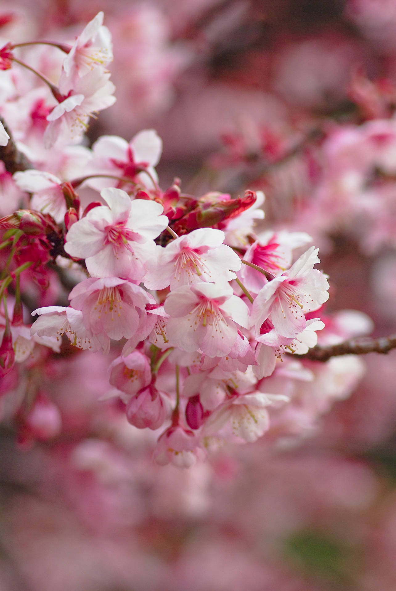 Blurry pink sakura flowers against a vivid blue sky Wallpaper