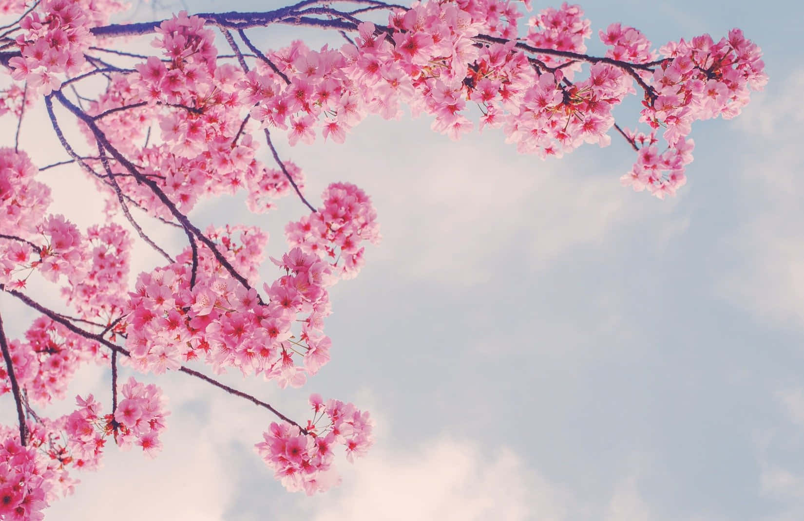 Pink Sakura Branches In Spring Wallpaper